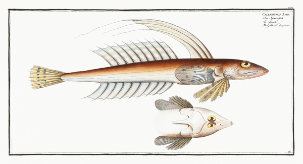 Common Dragonet Print