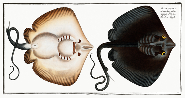 Common Eagle Ray Bullray Print