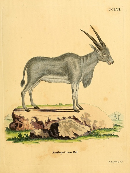 Common Eland Antelope by History In Your Home
