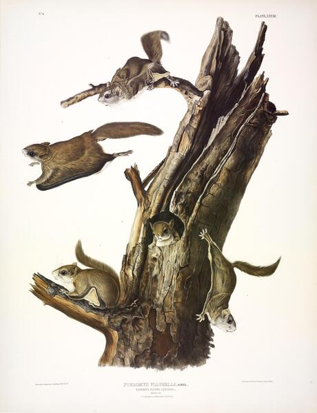 Common Flying Squirrel Print