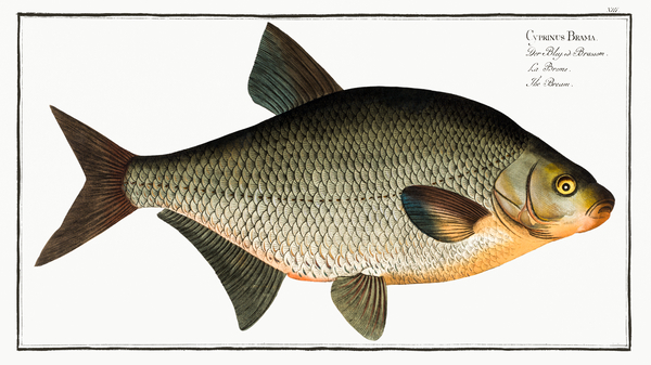 Common Freshwater Bream by History In Your Home