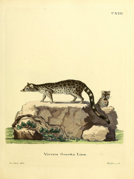 Common Genet Print
