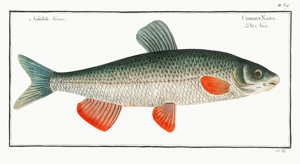 Common Nase Print