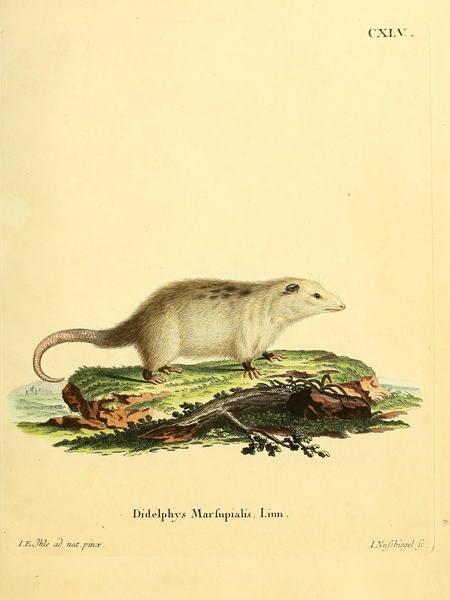 Common Opossum Print