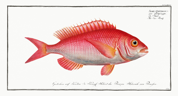Common Pandora Bream Print