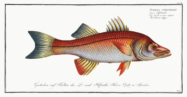 Common Snook Print