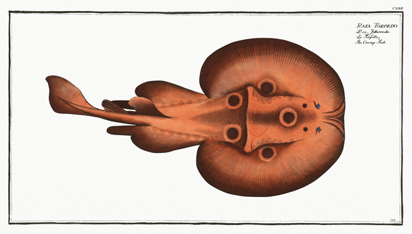 Common Torpedo Electric Ray by History In Your Home