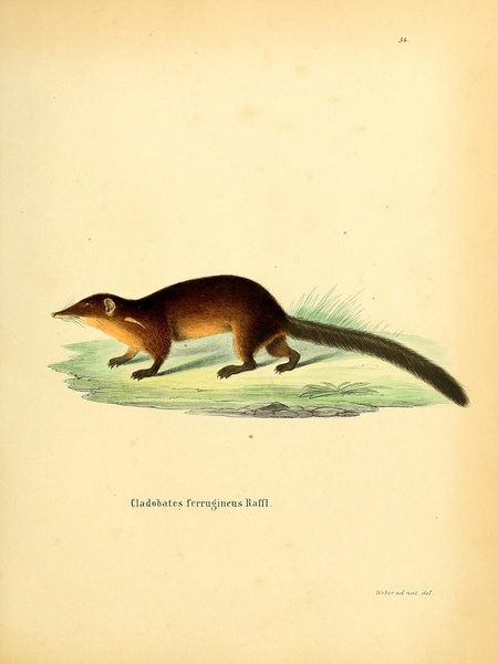Common Treeshrew Print