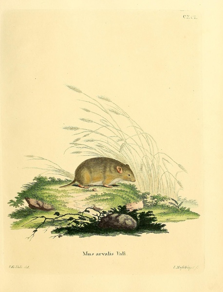 Common Vole Print