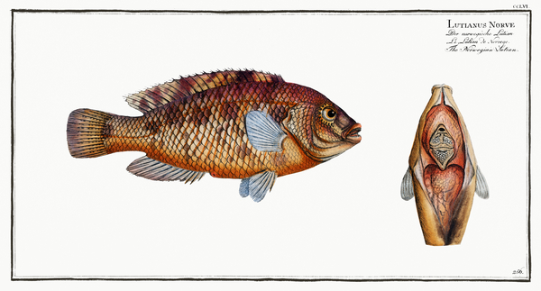 Corkwing Wrasse Print