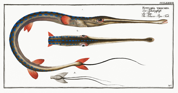 Cornetfish Tobacco Trumpetfish by History In Your Home