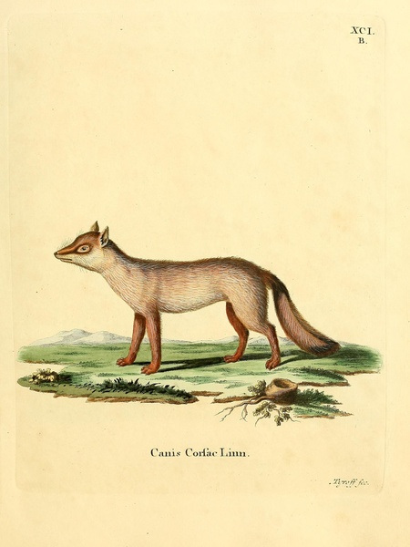 Corsac Fox Print