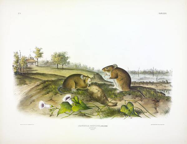 Cotton Rat Print