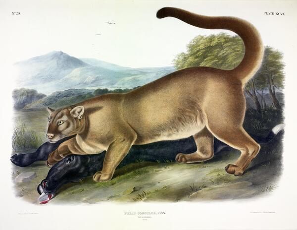 Cougar Print