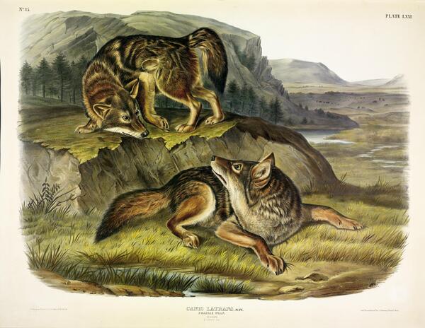 Coyote Print