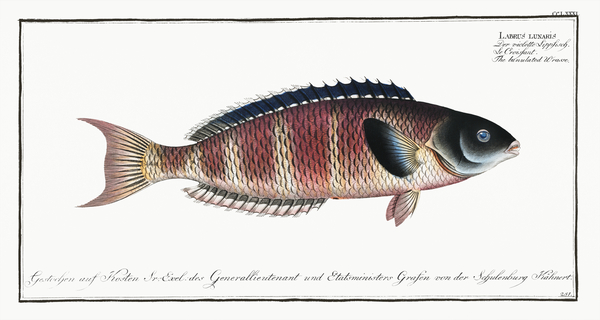 Crescent Moon Wrasse by History In Your Home