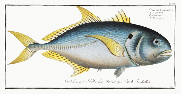 Crevalle Jack Print