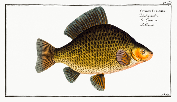 Crucian Carp by History In Your Home