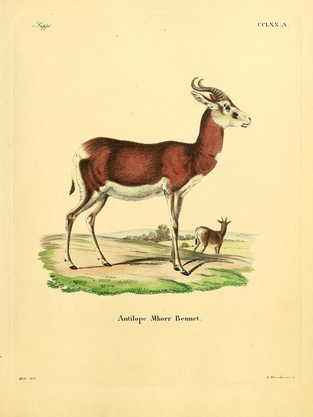Dama Gazelle Print
