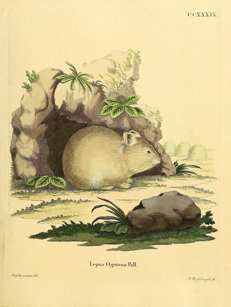 Daurian Pika by History In Your Home