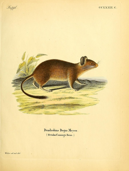 Degu Print
