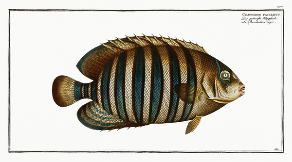 Diagonal Butterflyfish Print