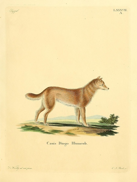 Dingo Print