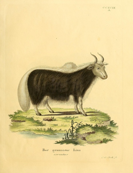 Domestic Yak by History In Your Home