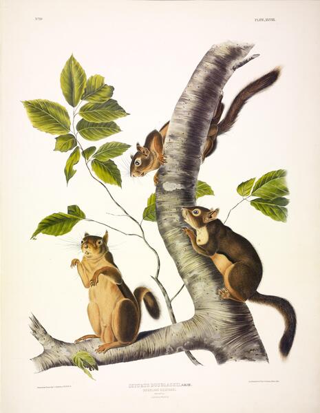 Douglass s Squirrel Print
