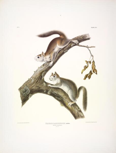 Downy Squirrel Print