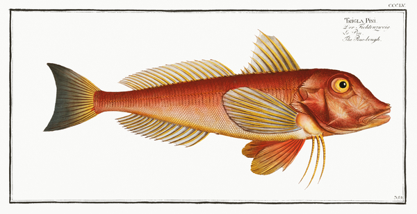 East Atlantic Red Gurnard by History In Your Home
