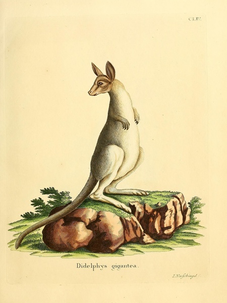 Eastern Grey Kangaroo Print