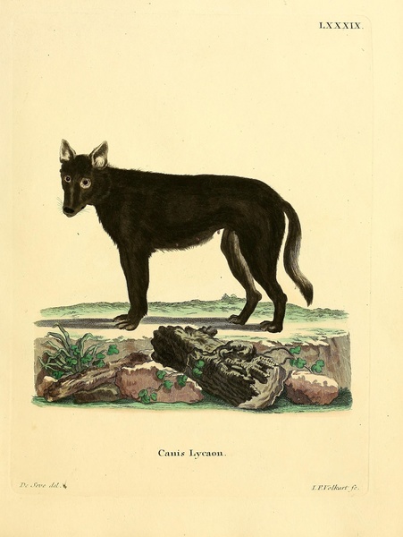Eastern Timber Wolf Print