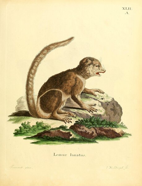 Eastern Woolly Lemur by History In Your Home