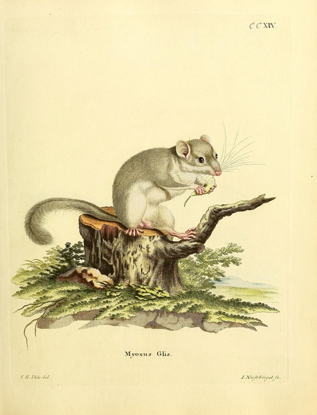 Edible Dormouse by History In Your Home