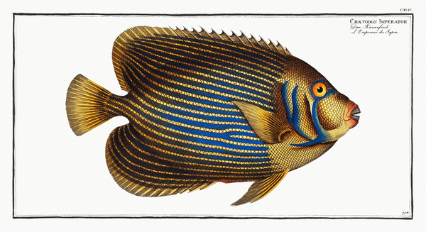 Emperor Angelfish Print