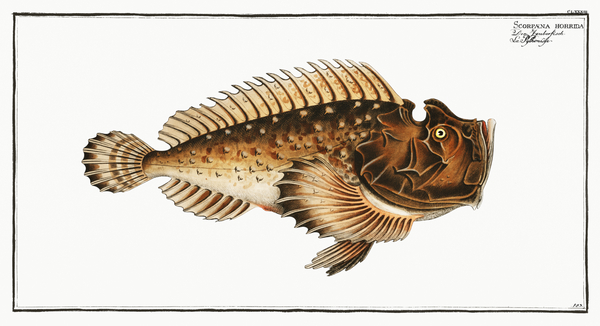 Estuarine Horrid Stonefish by History In Your Home