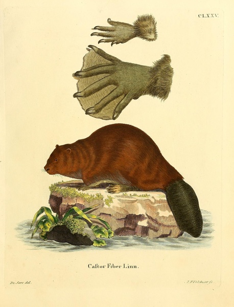 Eurasian Beaver Print