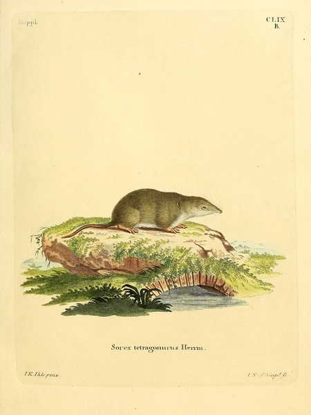 Eurasian Shrew Print