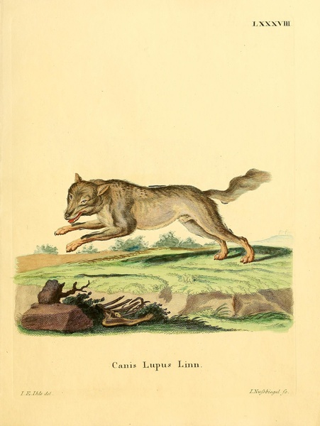 Eurasian Wolf Print
