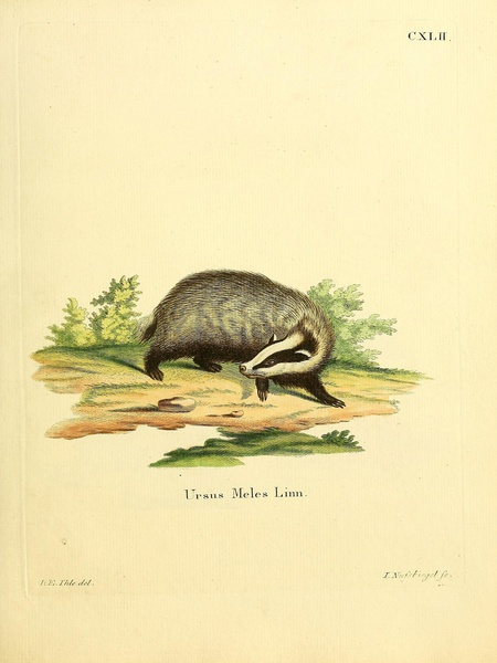 European Badger by History In Your Home