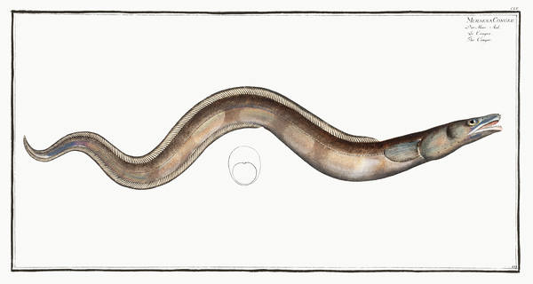 European Conger Eel by History In Your Home