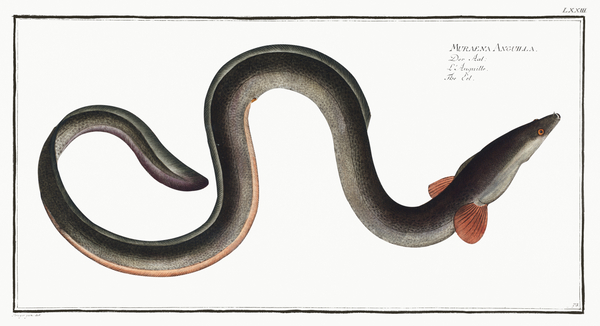 European Eel Print