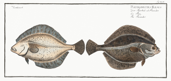 European Flounder by History In Your Home