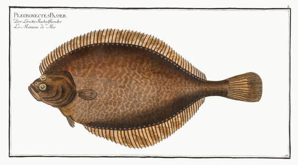 European Flounder 2 by History In Your Home