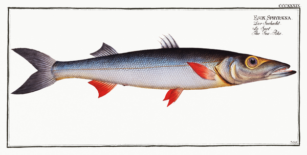 European Mediterranean Barracuda by History In Your Home