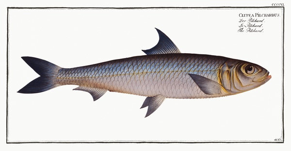 European Pilchard by History In Your Home