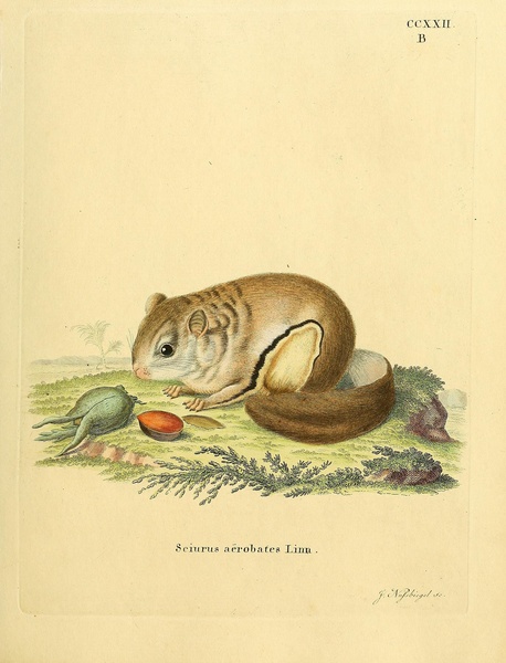Feathertail Glider Print