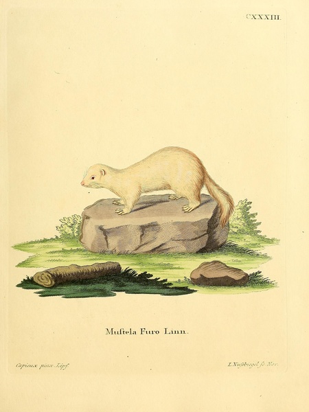 Ferret Print