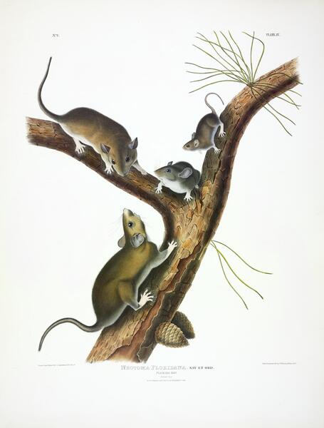 Florida Rat Print